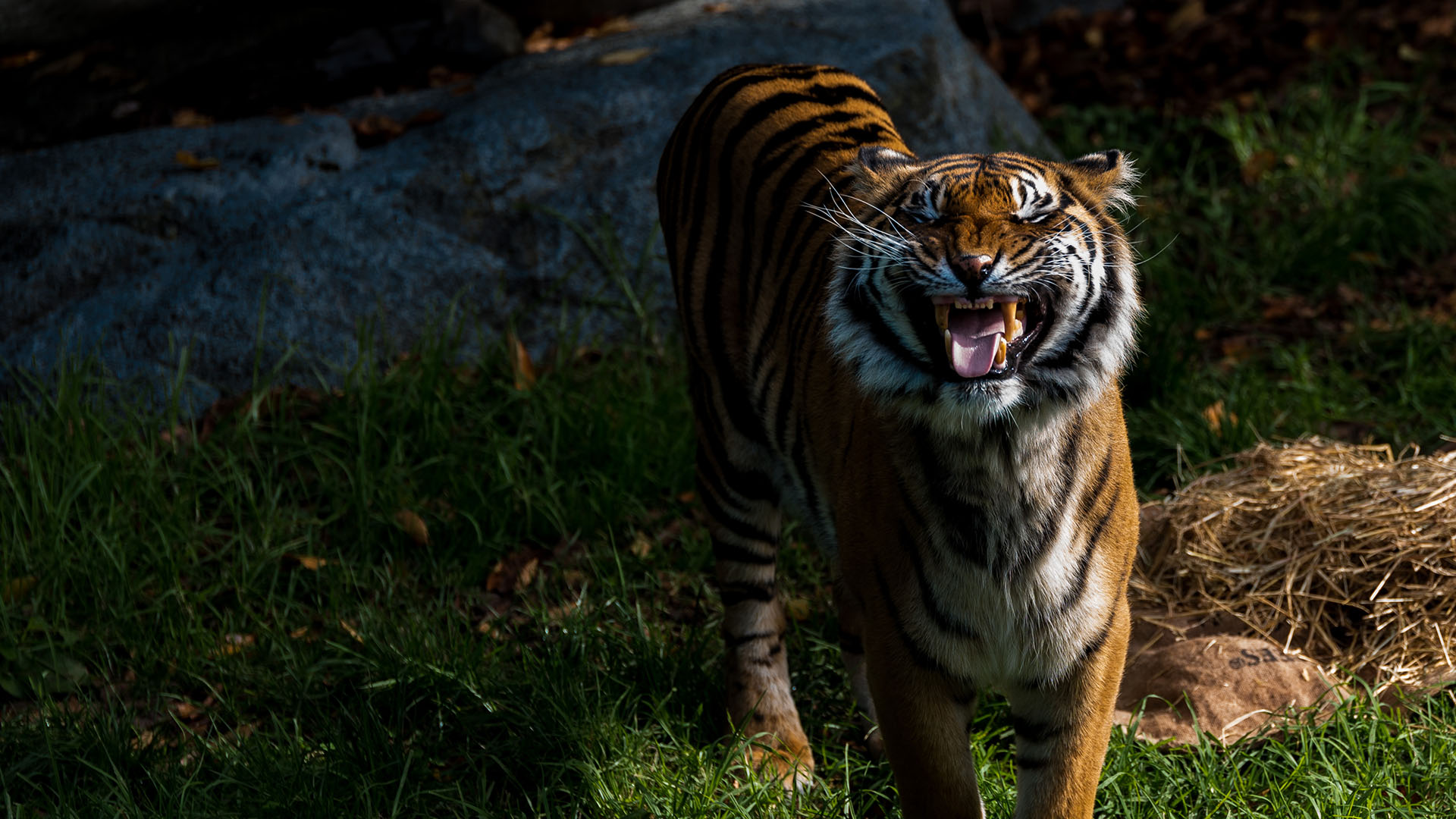 TigerCloseup