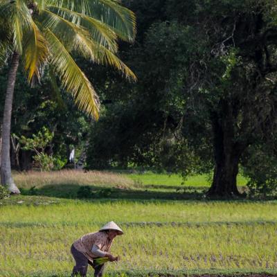 Cambodia Rice Fields Near Kep