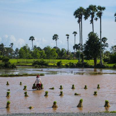 Cambodia Rice Fields Near Kep 