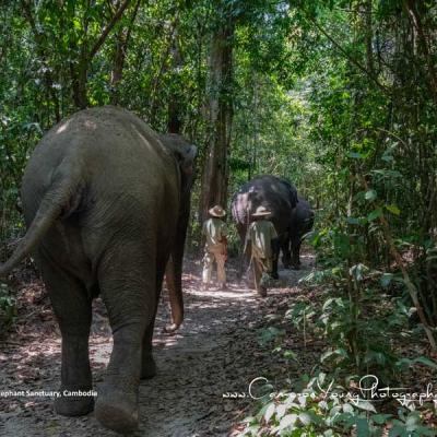 Kulen Elephant Sanctuary, Siem Reapp