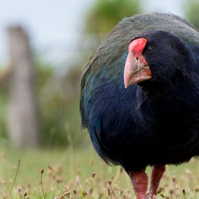Tirtiri Matangi - Takahe