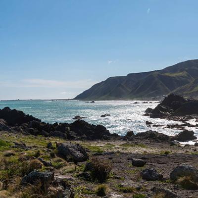 Capepalliser