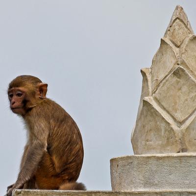 Mt Popa Monkey