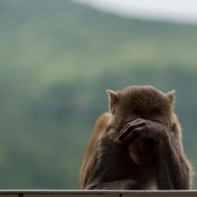 Mt Popa Monkey